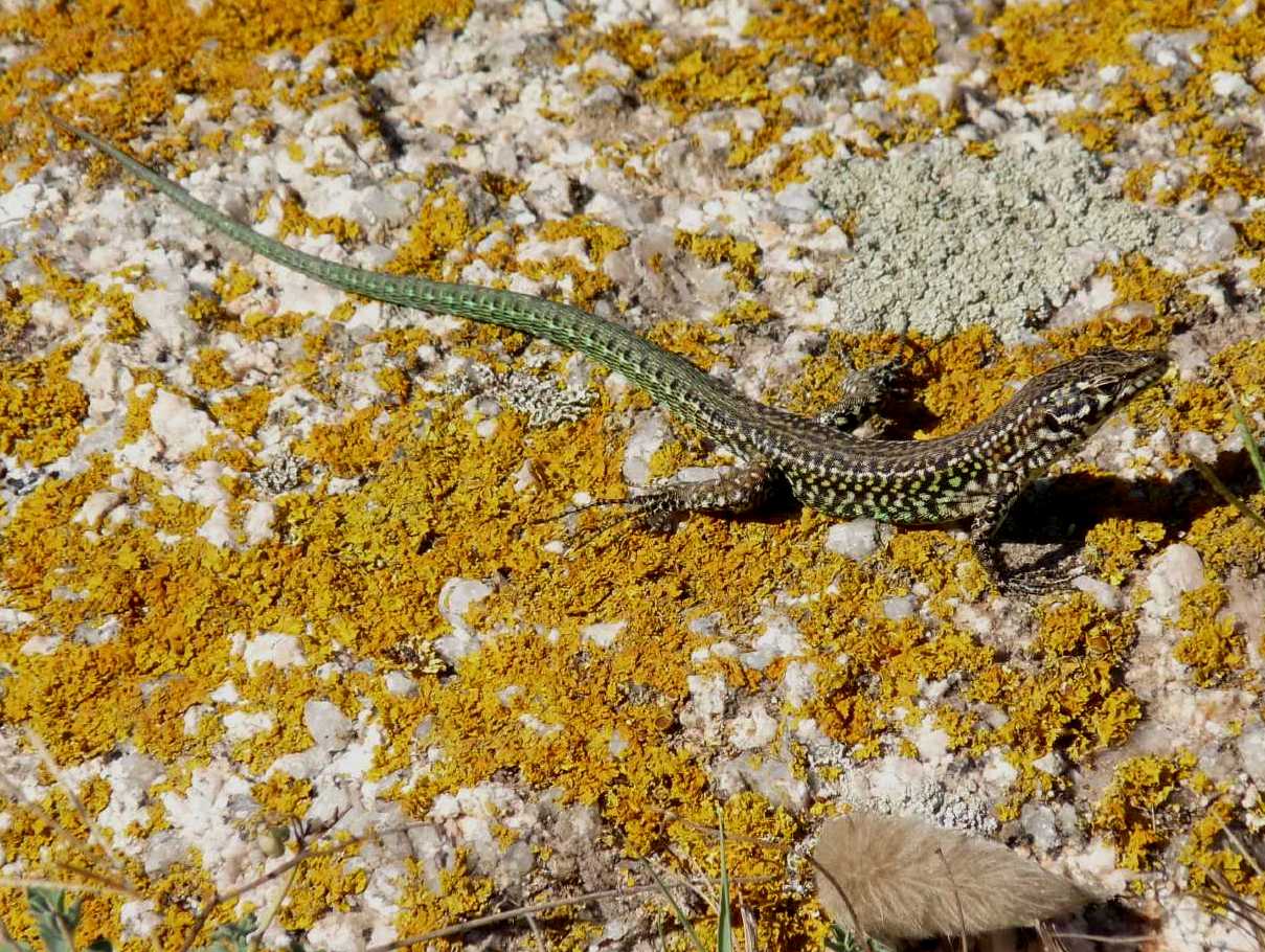 Lucertole a Capo Testa (Podarcis tiliguerta)